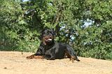 ROTTWEILER 046